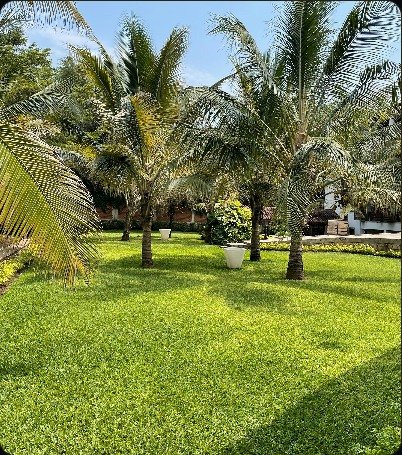 Landscaped lawn with palm trees