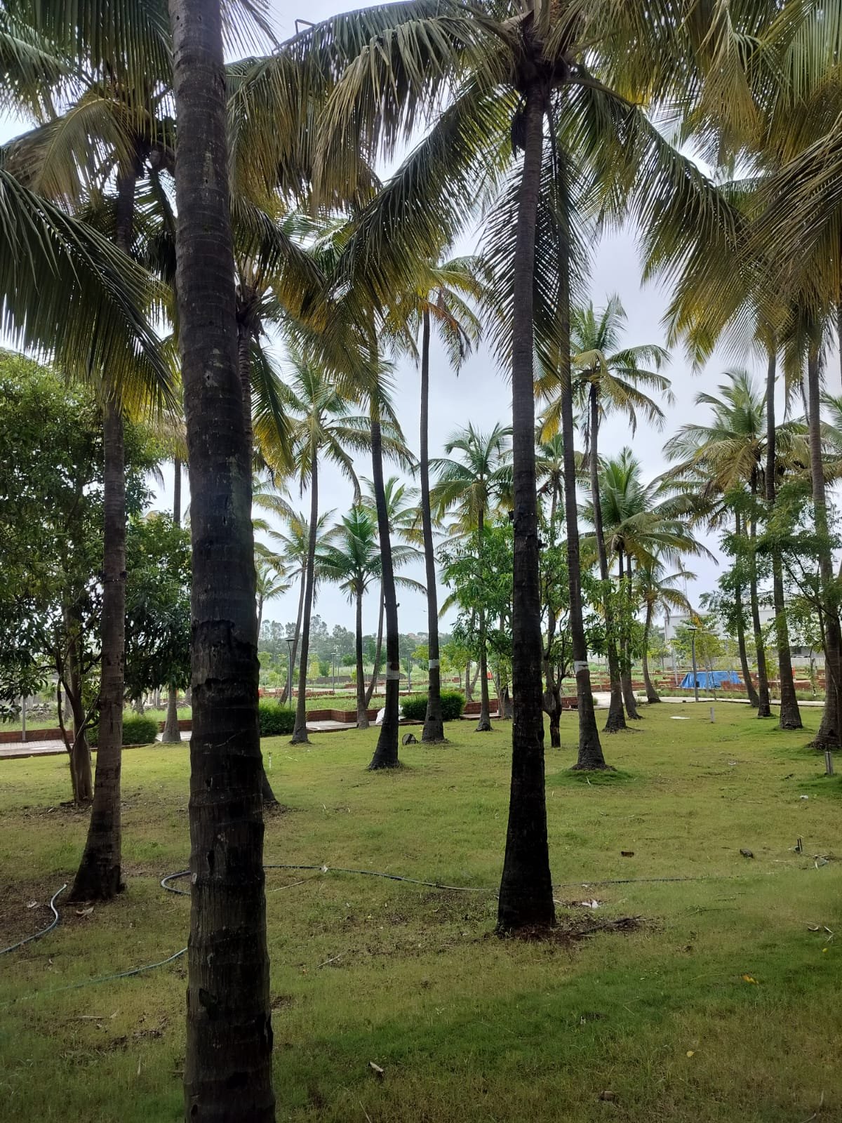 Landscaped lawn with palm trees